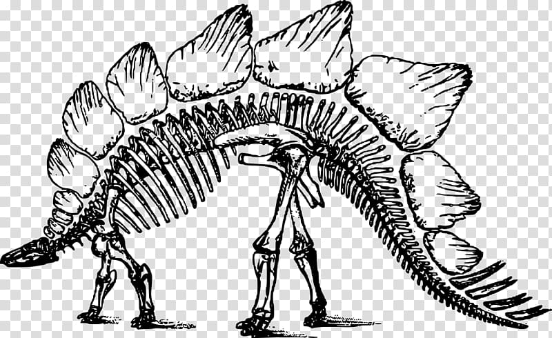 Stegosaurus Apatosaurus Tyrannosaurus Skeleton Triceratops, Skeleton transparent background PNG clipart