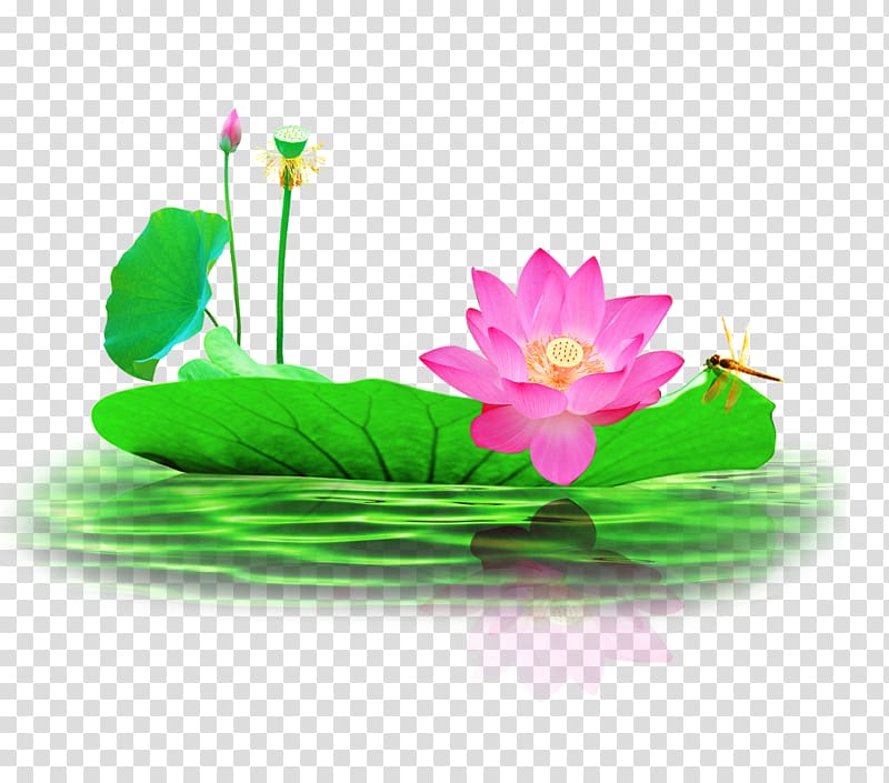 Nelumbo nucifera Pond, Lotus lotus pond dragonfly transparent background PNG clipart