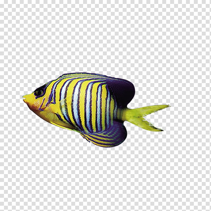 Marine Animals Tropical fish, fish transparent background PNG clipart
