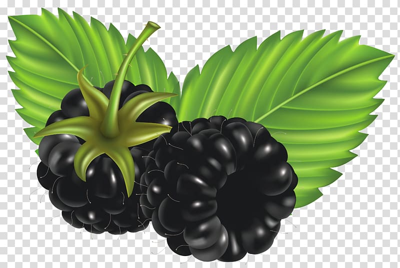 raspberry illustration, Blackberry , Blackberries transparent background PNG clipart