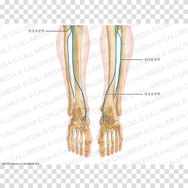 Finger Foot Human leg Vein Human anatomy, others transparent background PNG clipart