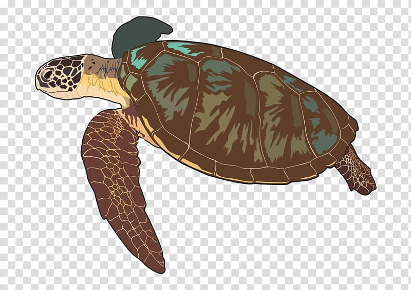 Loggerhead sea turtle Box turtles Las tortugas marinas Tortoise, turtle transparent background PNG clipart