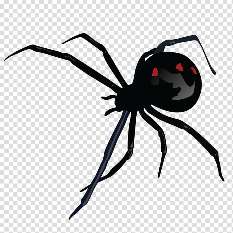 Southern black widow Spider bite Black Widow M STX G.1800E.J.M.V.U.NR YN, spider transparent background PNG clipart