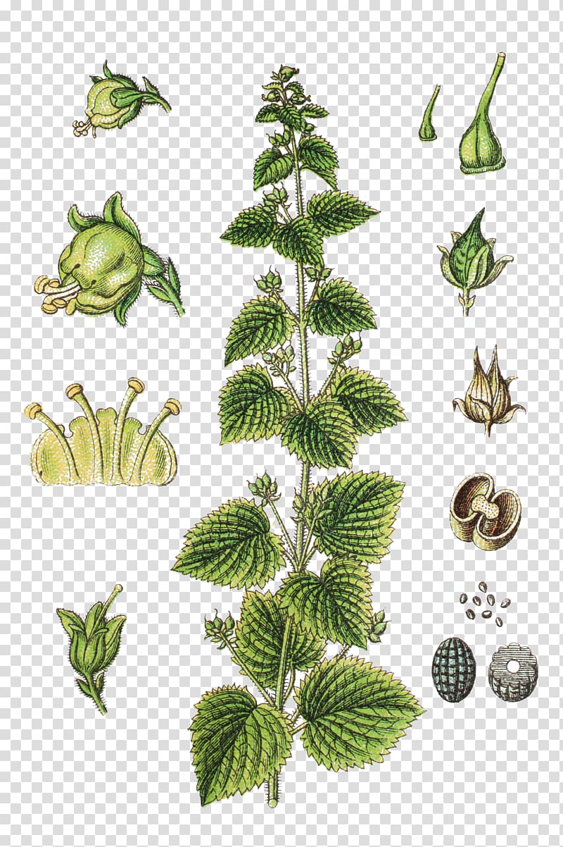 Green Figwort Scrophularia vernalis Carex acuta Rhinanthus angustifolius, Scrophulariaceae herbs illustration transparent background PNG clipart