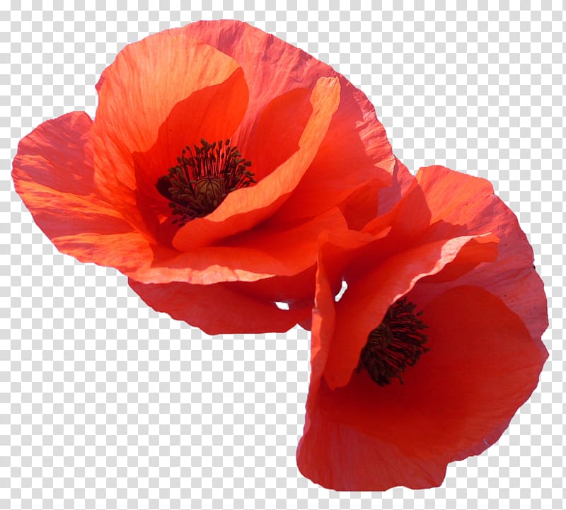 Parikmakherskaya Miya Poppy , Papaveri transparent background PNG clipart