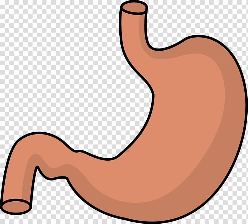 Stomach , Full Stomach transparent background PNG clipart