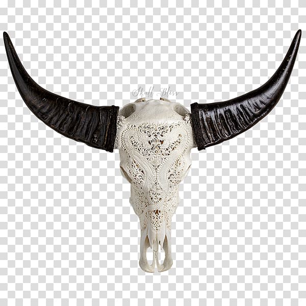 Animal Skulls Horn Bone Head, buffalo skull transparent background PNG clipart