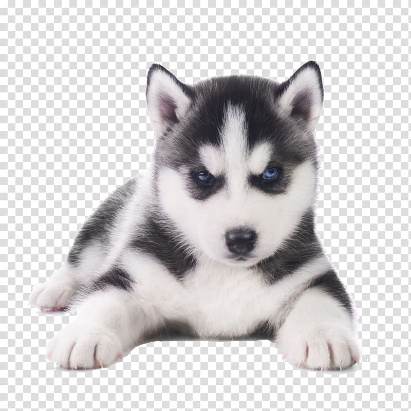 black and white Siberian husky puppy , Siberian Husky French Bulldog Pug Puppy, Adorable Husky transparent background PNG clipart