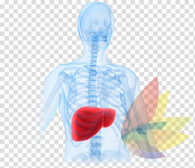 Liver disease Liver failure Acetaminophen Hepatotoxicity, others transparent background PNG clipart