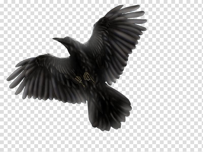 Common blackbird Common raven Flight, raven transparent background PNG clipart