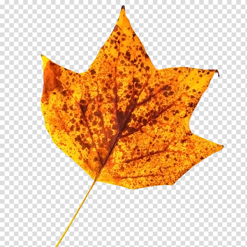 Maple leaf Yellow, Spotted leaves transparent background PNG clipart