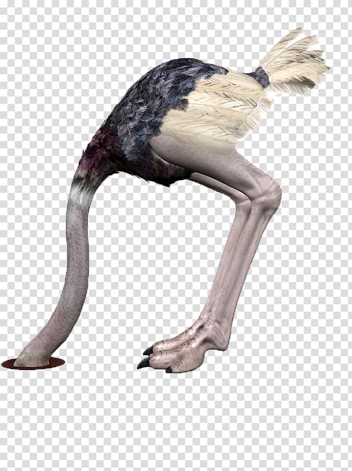 Common ostrich Bird , Bow ostrich transparent background PNG clipart