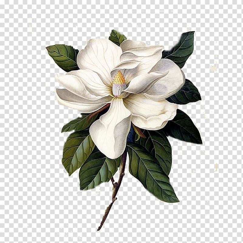 Southern magnolia Botanical illustration Botany Printmaking, painting transparent background PNG clipart