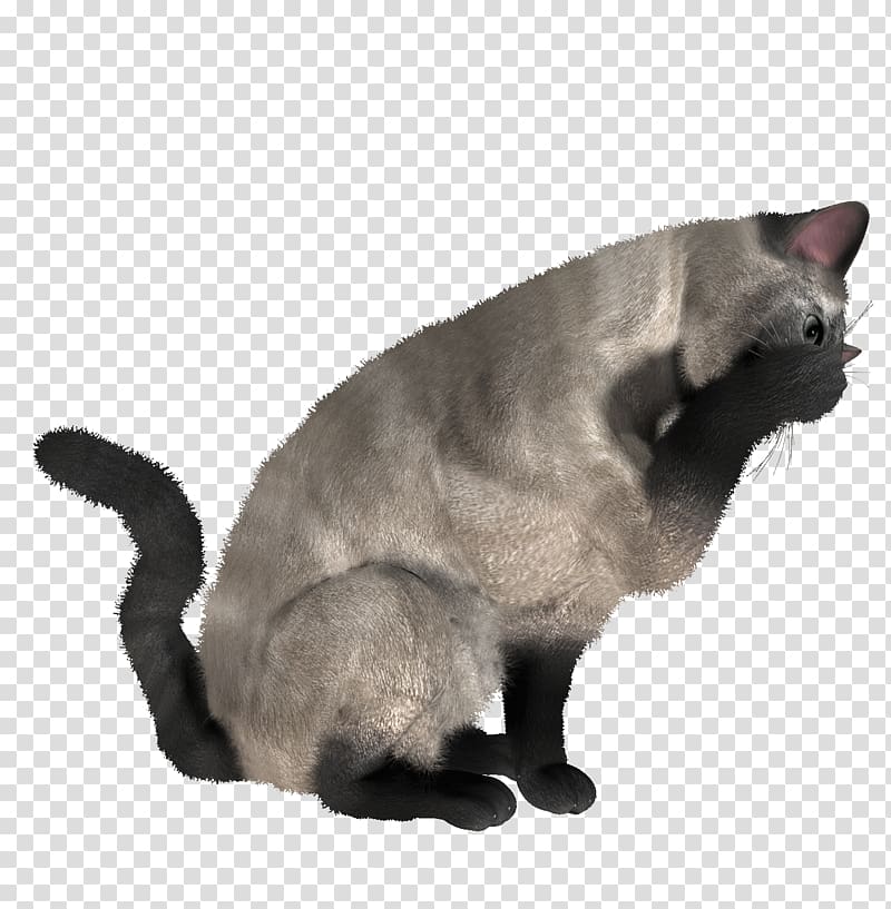 Kitten Burmese cat Siamese cat British Shorthair Siberian cat, kitten transparent background PNG clipart