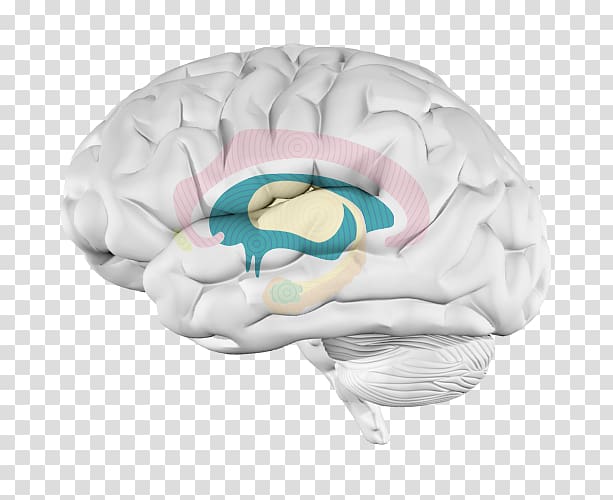 Brain Hippocampus Striatum Pegasus Drive Music, hypothalamus transparent background PNG clipart