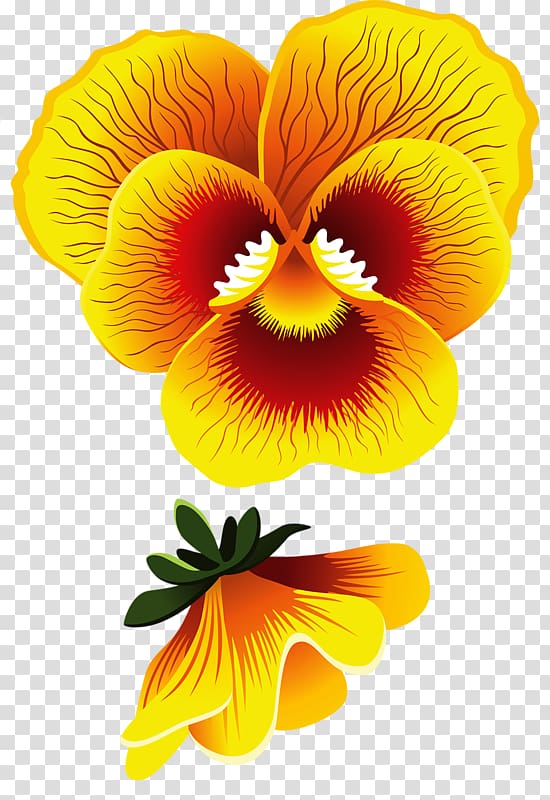Pansy Common Hibiscus Drawing Flower Yellow, flower transparent background PNG clipart
