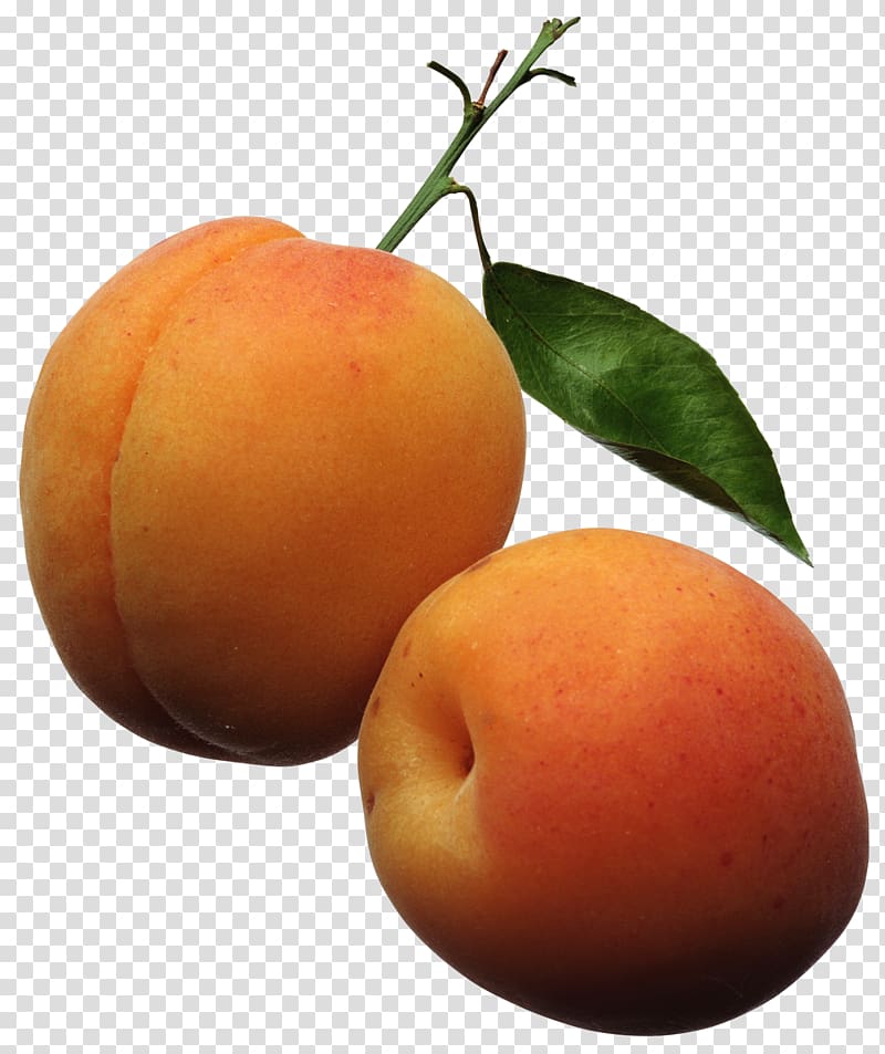 Apricot Fruit Peach , Fruit Peaches transparent background PNG clipart