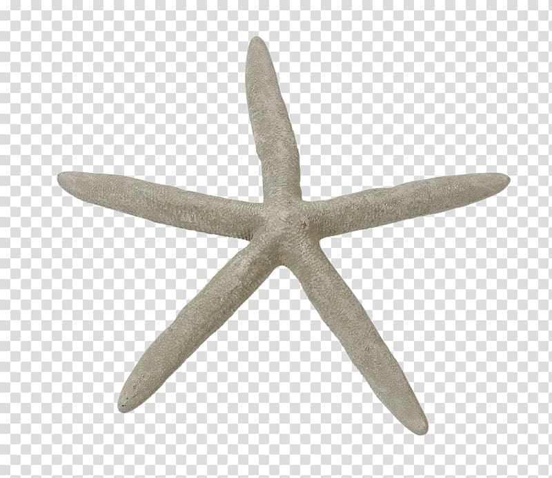 Marine invertebrates Seashell Starfish, starfish transparent background PNG clipart