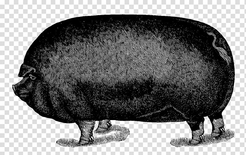 Pig , digital illustration transparent background PNG clipart