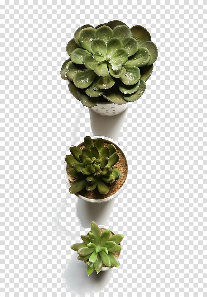 Flowerpot Succulent plant Computer file, succulent plants transparent background PNG clipart