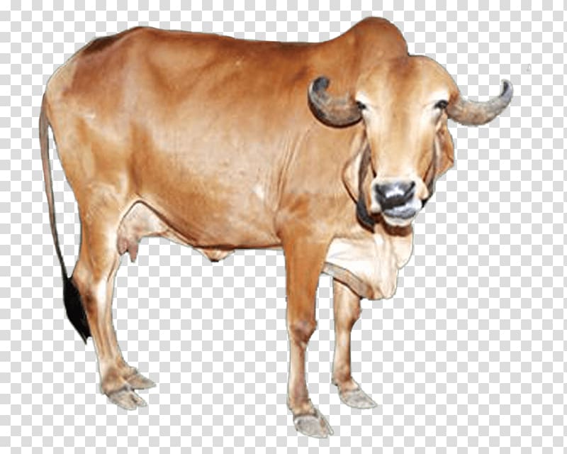 Gyr cattle Sahiwal cattle Deoni cattle Tharparkar cattle Junagadh district, milk transparent background PNG clipart