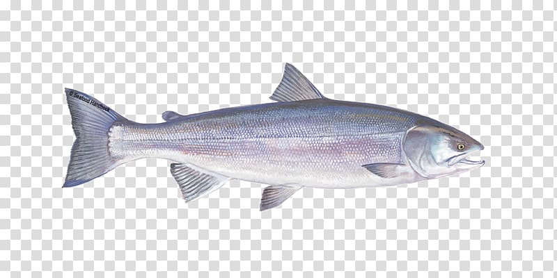 Pink salmon Oily fish Coho salmon, Fishing transparent background PNG clipart