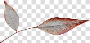 Leaf Google s Red edge Computer file, Elongated leaves red edge transparent background PNG clipart thumbnail