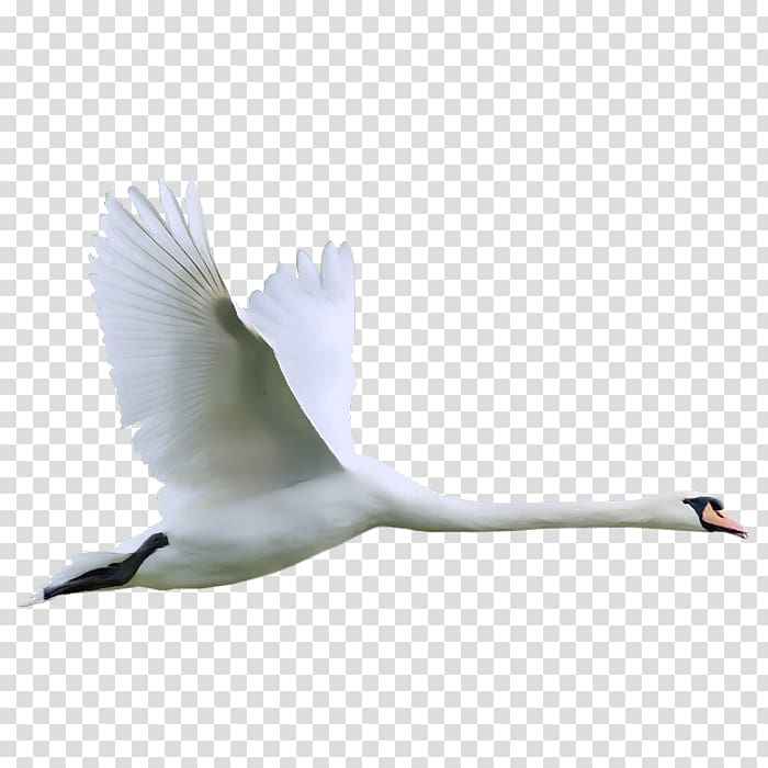 Cygnini Bird , swan transparent background PNG clipart