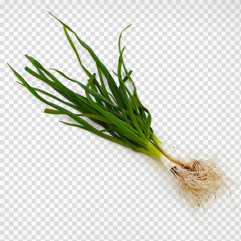Allium fistulosum Shallot Scallion Vegetable, Green onions transparent background PNG clipart