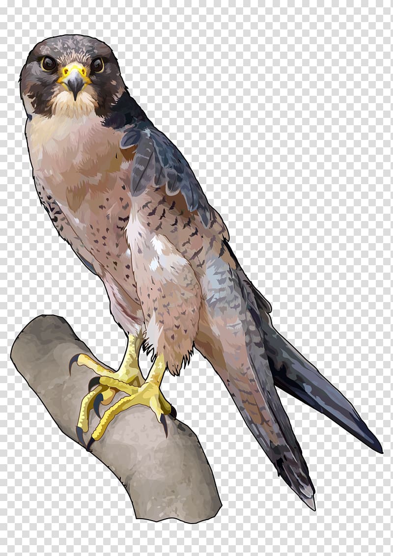 Barbary falcon Peregrine falcon Falconiformes Saker falcon, Halcon transparent background PNG clipart