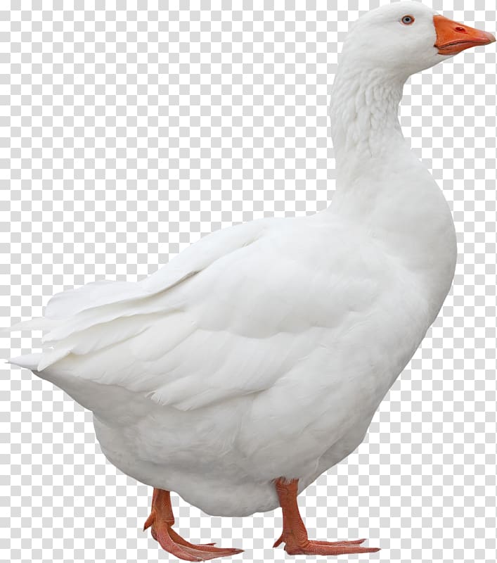 white goose, Emden goose Domestic goose Ganso Duck, A goose transparent background PNG clipart