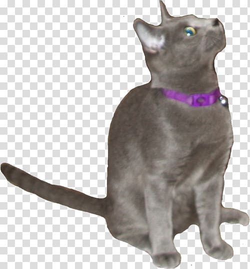 Korat Russian Blue Chartreux Havana Brown Domestic short-haired cat, russian blue cat transparent background PNG clipart