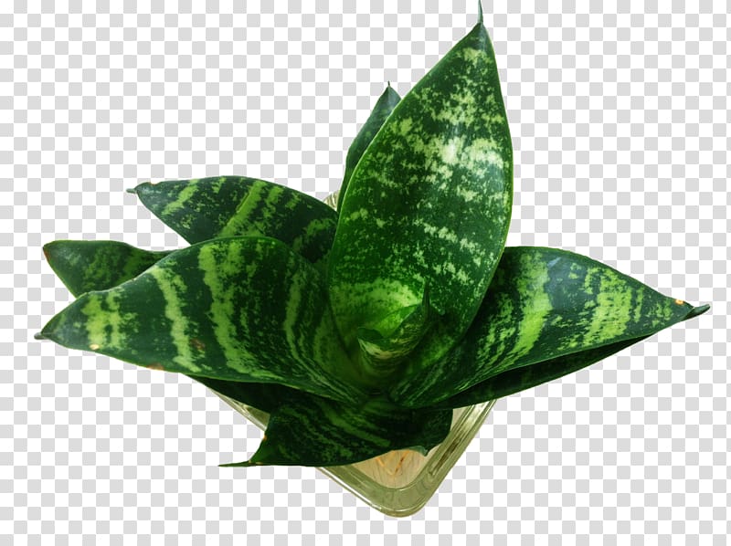 Piu010dxedn Sansevieria Leaf Plant, Tiger picin potted transparent background PNG clipart