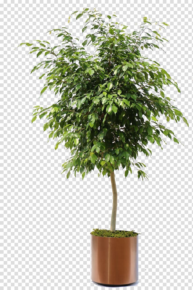 green weeping fig, Weeping fig Ficus retusa Ficus microcarpa Houseplant, bonsai transparent background PNG clipart