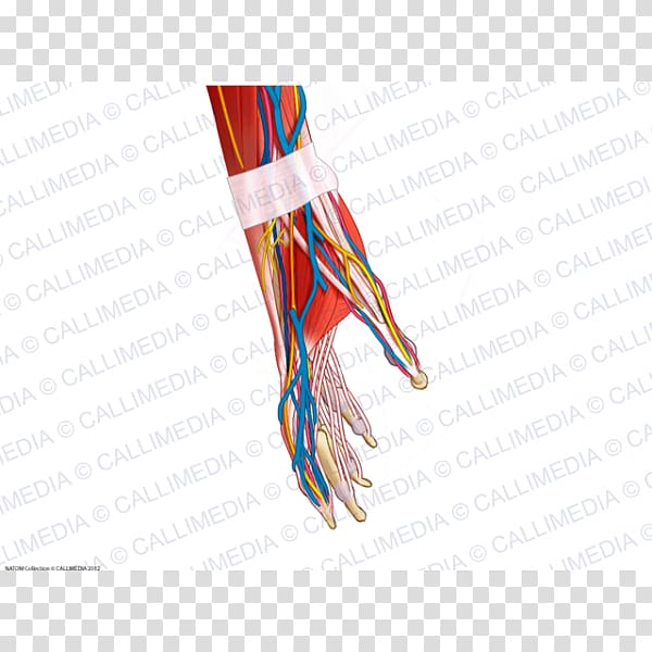 Blood vessel Muscle Human anatomy Nerve Human body, hand transparent background PNG clipart