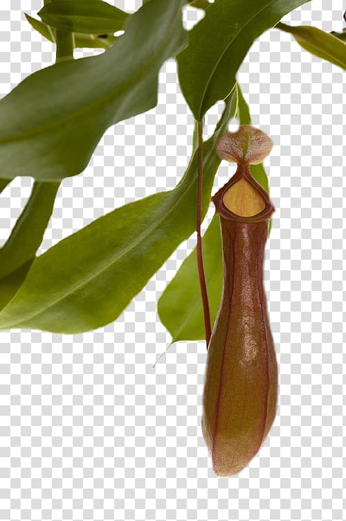 Carnivorous plant , lucky bamboo transparent background PNG clipart