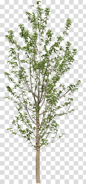 Twig Tree Computer Icons, tree transparent background PNG clipart