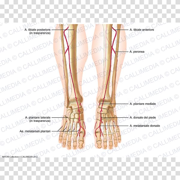 Artery Foot Crus Human anatomy, venas y arterias transparent background PNG clipart