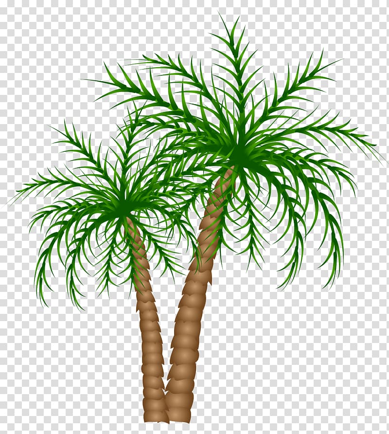 coconut tree illustration, Asian palmyra palm Text Branch Date palm Leaf, Palm Trees transparent background PNG clipart