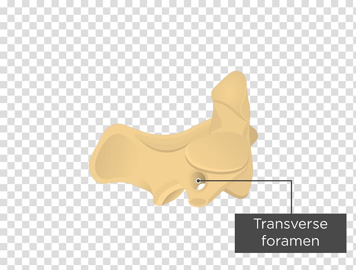 Axis Vertebral column Anatomy Atlas Cervical vertebrae, Backsheet transparent background PNG clipart