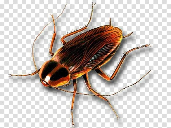 German cockroach Insect Pest Control, cockroach transparent background PNG clipart