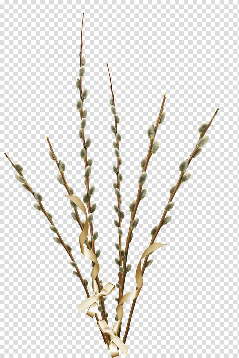 Willow Palm Sunday , trout transparent background PNG clipart
