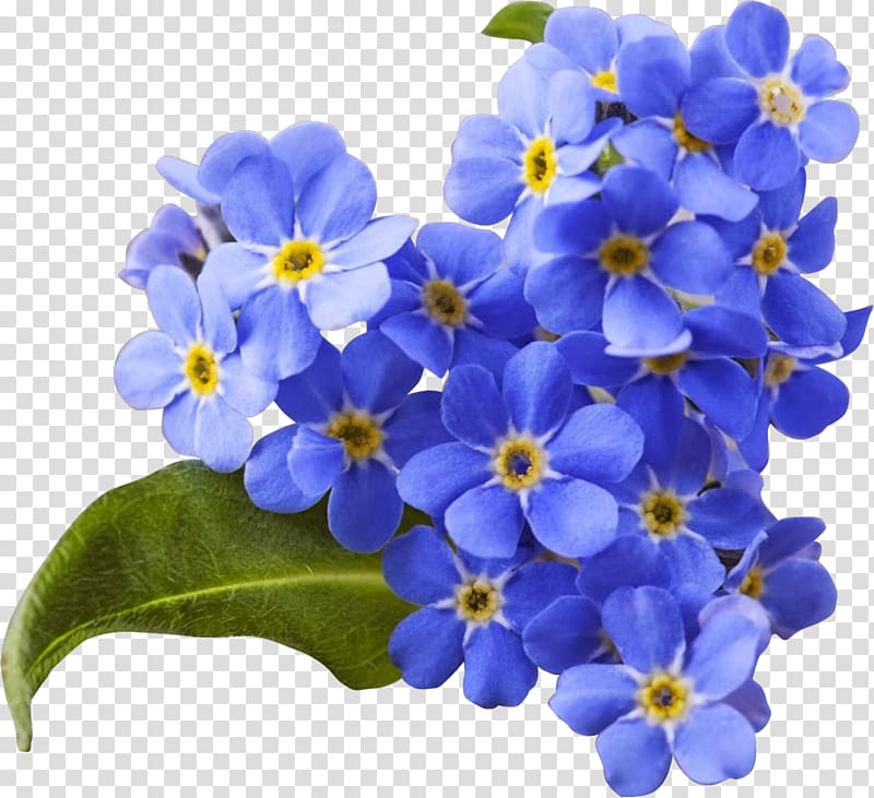 Flower Myosotis scorpioides Blue , hydrangeas transparent background PNG clipart