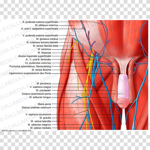 Muscles of the hip Human body Thigh Anatomy, Appareil Digestif transparent background PNG clipart