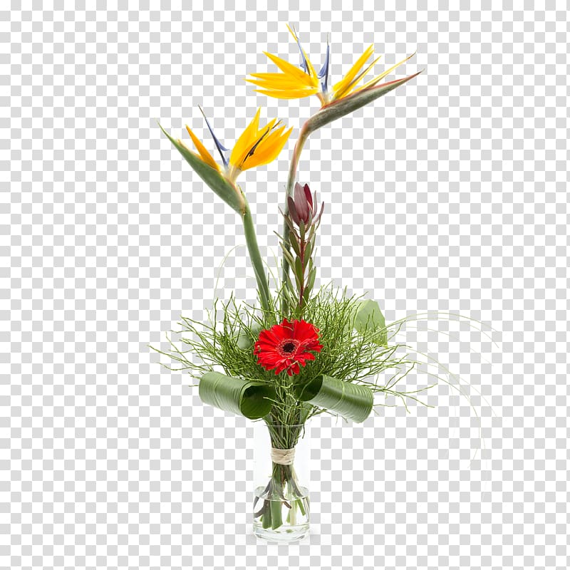 Floral design Cut flowers Transvaal daisy, flower transparent background PNG clipart