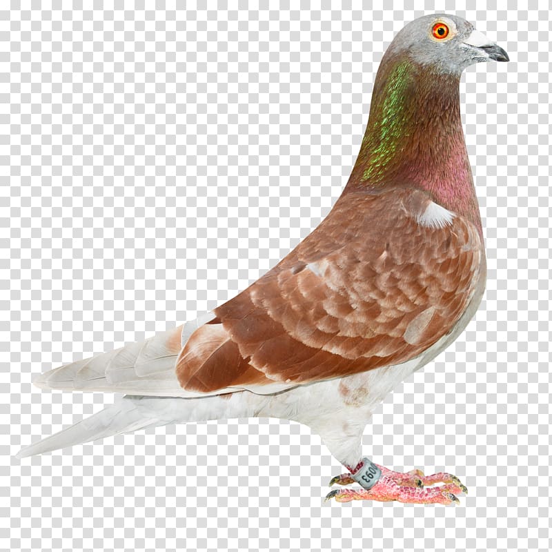Columbidae Racing Homer Pigeon racing Belgium Homing pigeon, pigeon transparent background PNG clipart