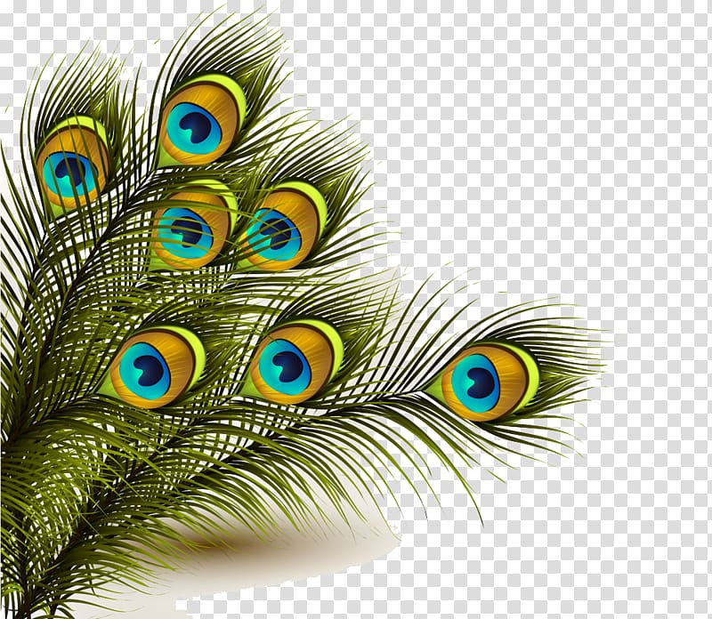Green and blue peacock feather, Krishna Feather, Peacock Feather s,  peafowl, logo, bird png