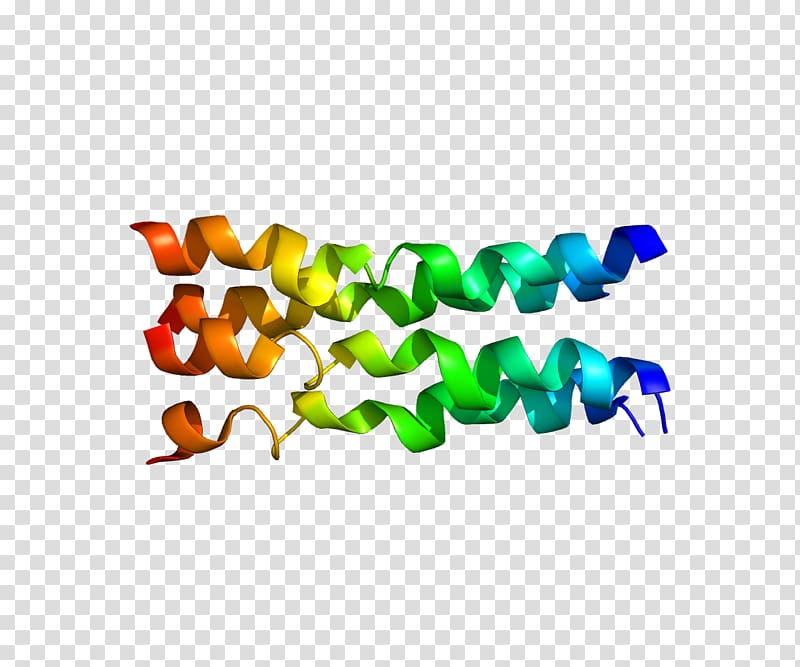 FXYD family FXYD1 Protein Gene FXYD3, others transparent background PNG clipart