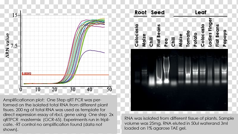 RNA extraction Ribonuclease Trizol Plant, plant transparent background PNG clipart