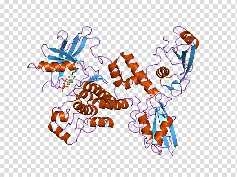 ZAP70 T cell T-cell receptor, others transparent background PNG clipart